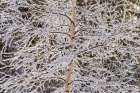 Alaska Frost-covered tree limbs Art Print